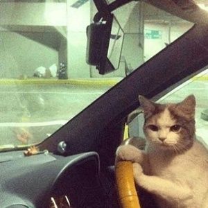 Meet your Posher, Cesar